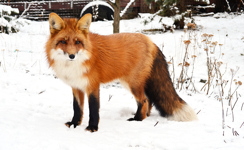 ثعلب أحمر ثعلب أحمر رائع بين الثلج في الشتاء
