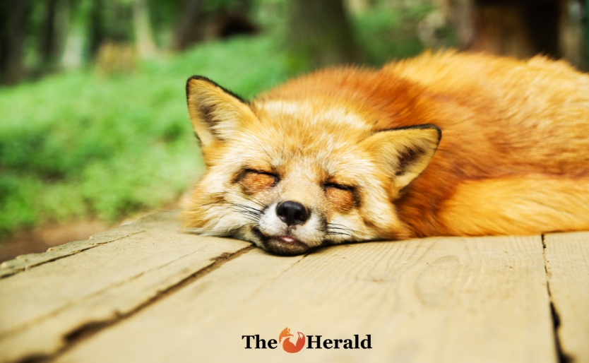 ثعلب أحمر يستريح على لوح خشبي
