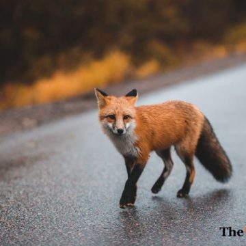 ثعلب يسير على طريق الإسفلت