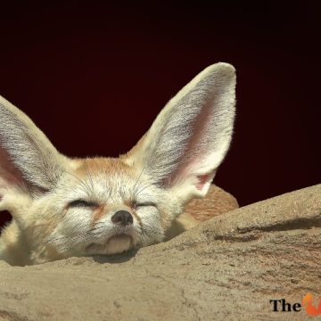 الفينيك الثعلب