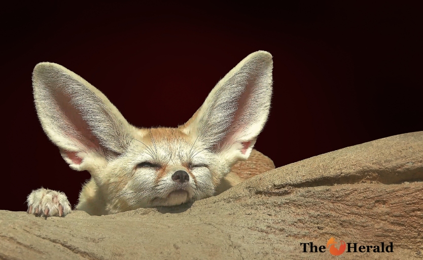 الفينيك الثعلب