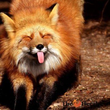 A Fox with Tongue Out