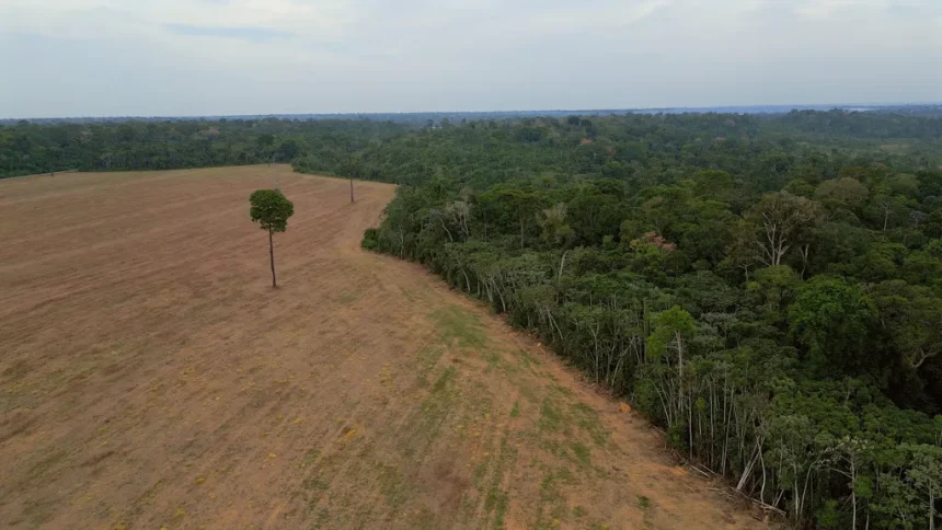 The Amazon Paradox: Deforestation Drops to 8‑Year Low, But Crisis Persists