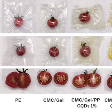 Fig.1 La pelure de citrouille : l’alternative écologique au plastique qui vient du Japon