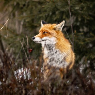 pexels-vishpix-37321963 افتتاحية الثعلب (52)